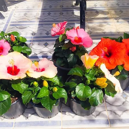 Kiraz Cicegi Butik Akyaka Akyaka (Mugla)