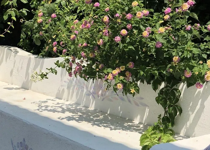 Kiraz Cicegi Butik * اكياكا