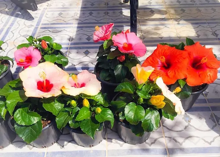 Kiraz Cicegi Butik Akyaka (Mugla)