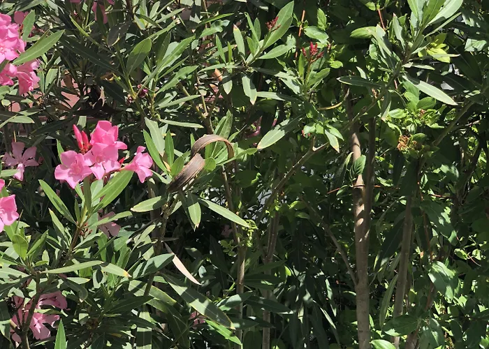 Kiraz Cicegi Butik * Akyaka