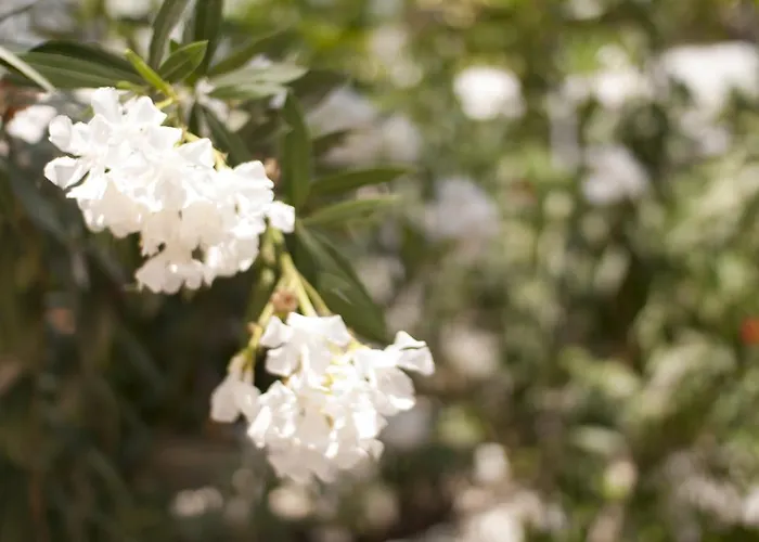 Szálloda Kiraz Cicegi Butik Akyaka